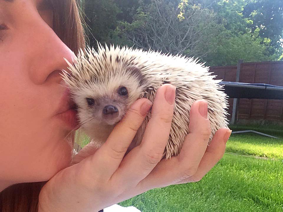 A woman kissing her pet African pygmy hedgehog